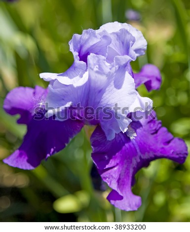 Picture of a bright blue and purple iris flower in the Royal Botanical Gardens, Burlington, Ontario, Canada