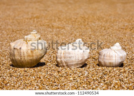 background, texture of sand and shells