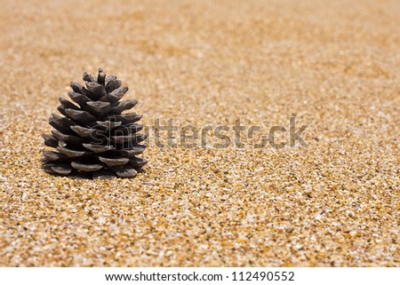 background, texture of sand and pine cone