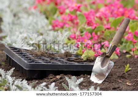 Flower seedlings, flower-bed, flower-pot, garden trowel