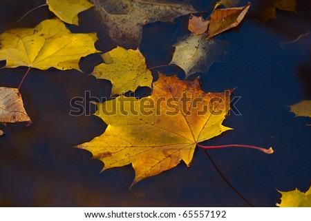 Autumn maple yellow leaves on a puddle