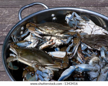 live blue crabs in pot for cooking