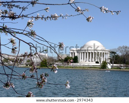 photo of early blooming Cherry Blossoms in Washington, DC during the beginning of Spring with Jefferson Memorial in the background