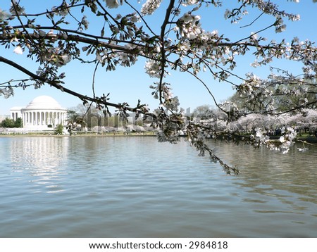photo of early blooming Cherry Blossoms in Washington, DC during the beginning of Spring with Jefferson Memorial in the background