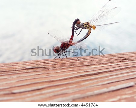 Dragonflies+mating