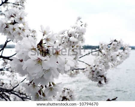 photo of early blooming Cherry Blossoms in Washington, DC during the beginning of Spring