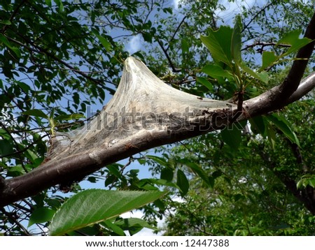 stock-photo-photo-of-a-gypsy-moth-cocoon-on-a-tree-branch-12447388.jpg