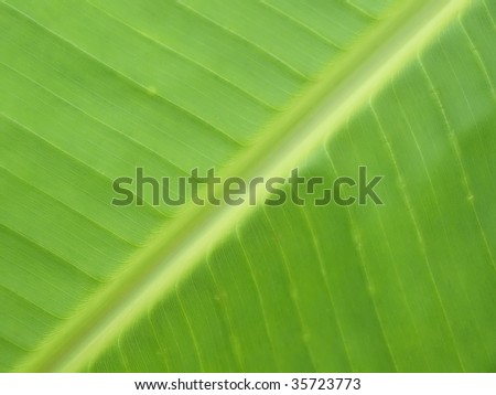 a macro shot of a banana leaf which is great as a background image for banana or ecology related projects.