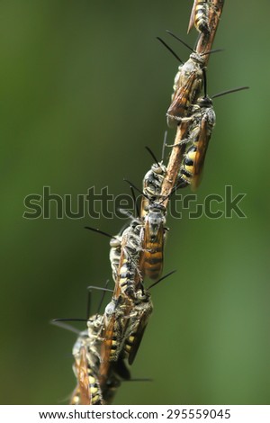 6-legged insects like to live together in a large group.