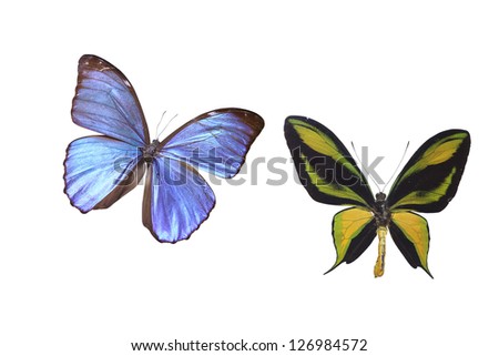 two butterfly on white background