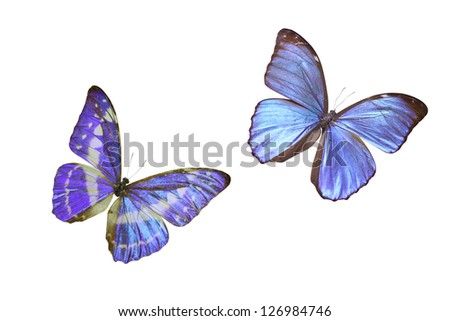 two butterfly on white background