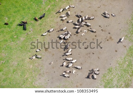 aerial view over the meadows and wild cows and horses