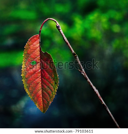 Fall leaf isolated