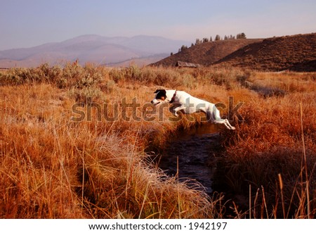 Jack Russel Terrier creek jumping