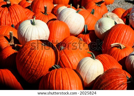 Pile of pumpkins at the local produce stand