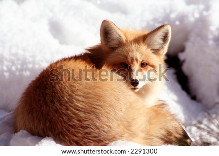 Laying Fox