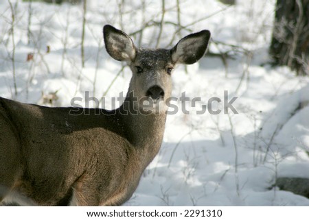 White tail deer moving through winter forest