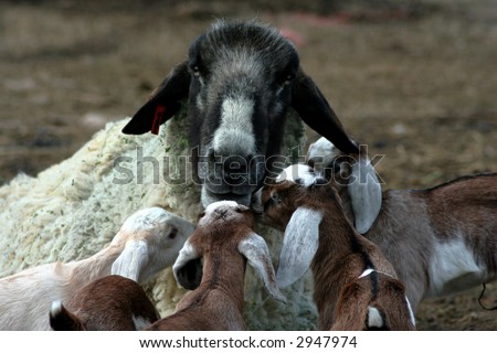 Nubian Sheep