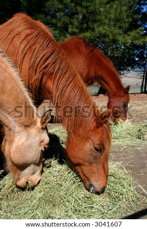 Horses feeding on hay on Idaho ranch