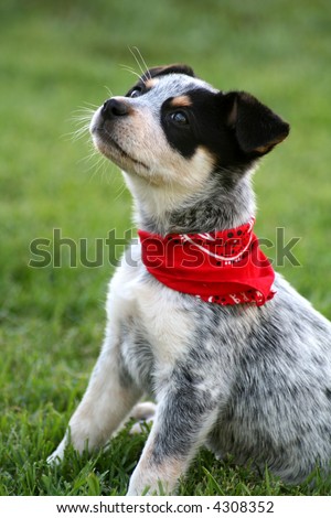 Blue Heeler  on Week Old Blue Heeler Puppy Dog Stock Photo 4308352   Shutterstock