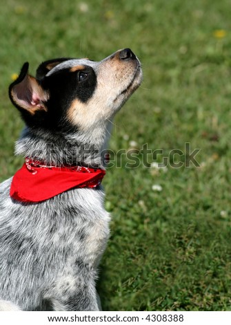 Blue Heeler  on Week Old Blue Heeler Puppy Dog Stock Photo 4308388   Shutterstock