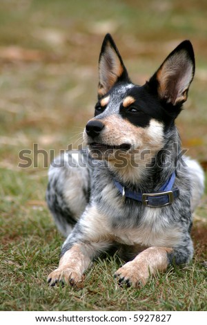 Blue Heeler Puppies on Month Old Female Blue Heeler Pup Stock Photo 5927827   Shutterstock