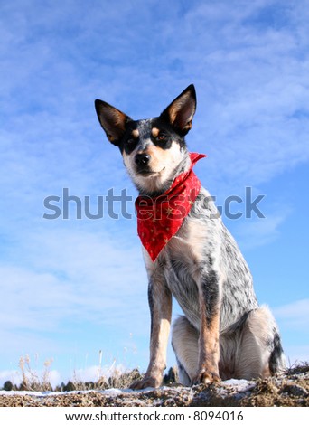 puppy bandana