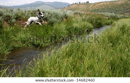 Jack Russel Terrier creek jumping
