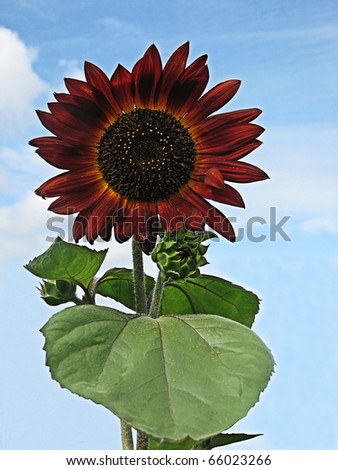 Single decorative red sunflower on sky background