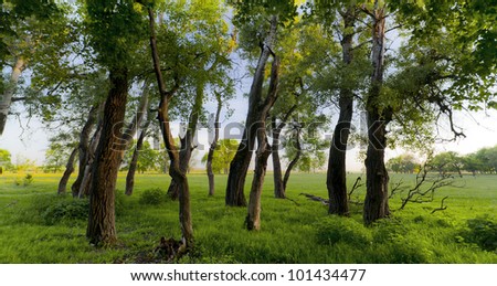 Fresh green foliage in forest in spring in bright sunlight