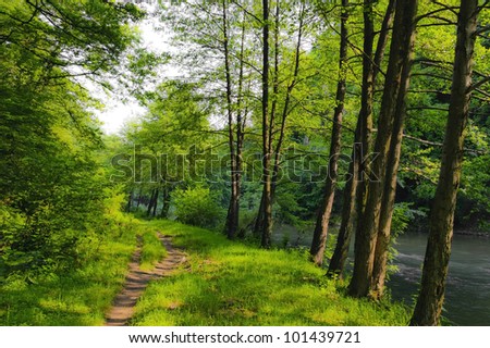 Green foliage and path in the forest in spring, by a river