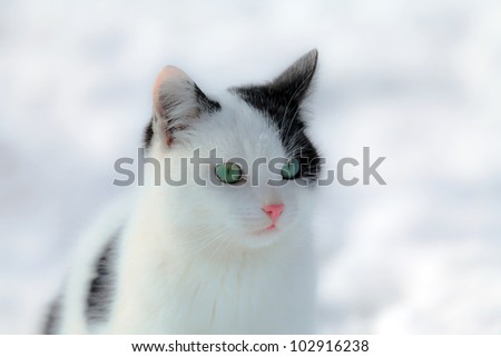 Black and white cat on snowy white background