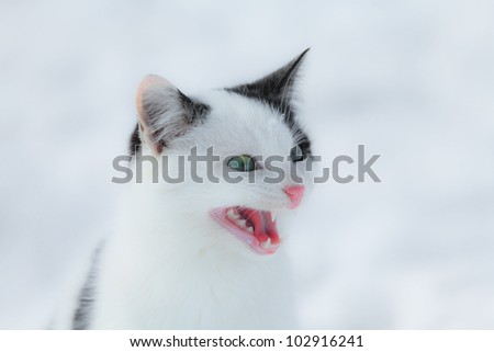 Angry cat on snowy white background
