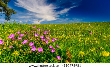 Pink wild flowers in a meadow, profiled on beautiful sky with white clouds