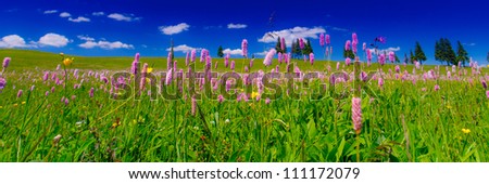 Wild flowers in a meadow and pine trees, profiled on a beautiful sky with white clouds