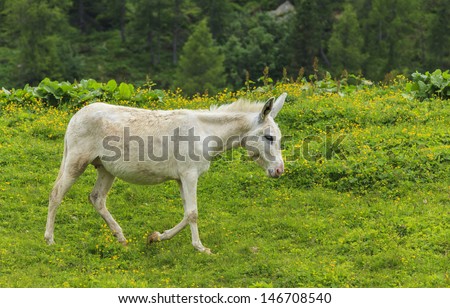 White donkey on alpine pasture in spring