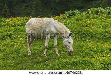 White donkey on alpine pasture in spring