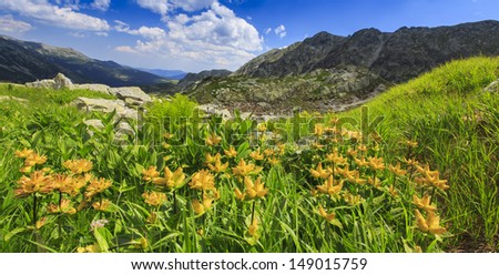 Alpine scenery with wild flowers and granite rocks in summer, in the Alps