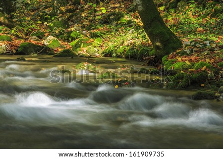 Beautiful stream in the forest in autumn