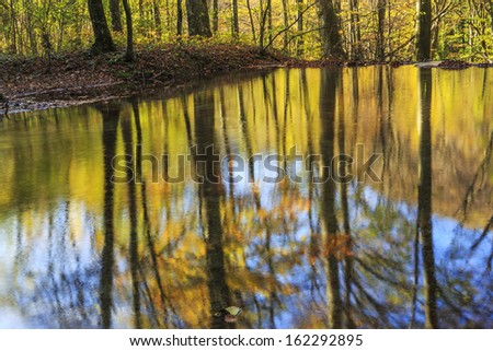 Forest trees reflection in a natural pond on a sunny day in autumn
