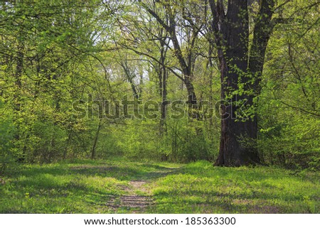 Vibrant green foliage and wild flowers in a forest in spring