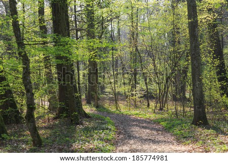Vibrant green foliage in a forest in spring