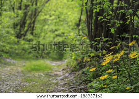 Yellow daisies and path in the forest in spring