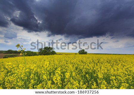 Beautiful rural scenery with canola fields, ominous stormy sky and heavy winds