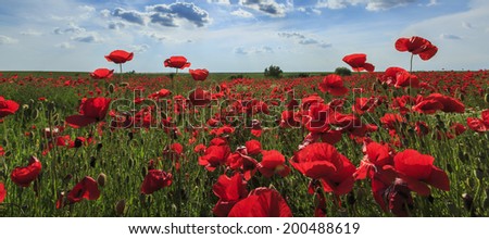 Rural fields of wild poppies on a sunny summer day