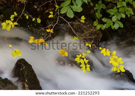 Autumn foliage and flowing stream in the forest