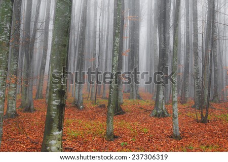 Autumn scenery in the forest with birch trees and fog