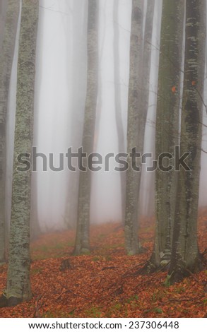 Autumn scenery in the forest with birch trees and fog -motion blur background