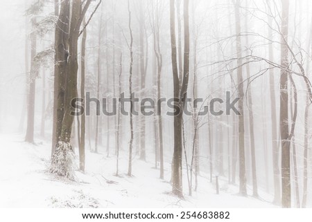 Winter scenery in the forest with birch trees and fog -dreamy effect