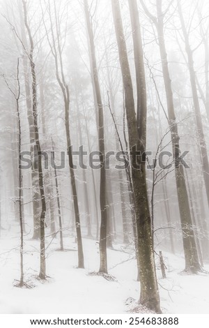 Winter scenery in the forest with birch trees and fog -dreamy effect